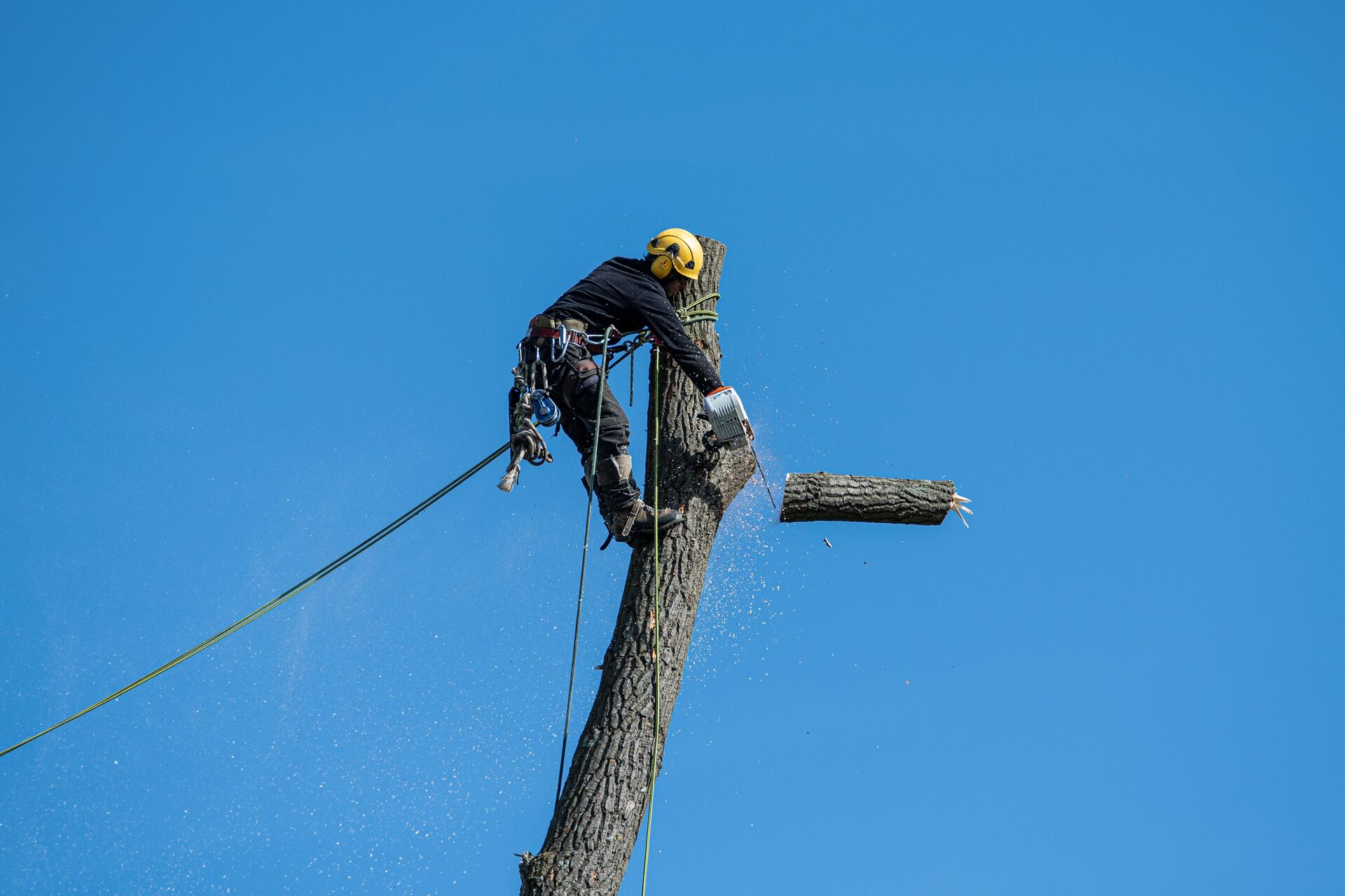 Professional arborist in safety gear feeding a brush chipper under a clear blue sky